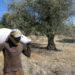 Defiant Lebanese harvest olives in the shadow of war