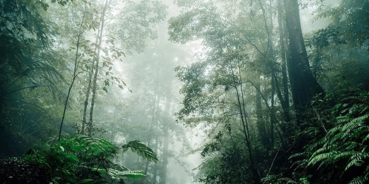 Scientists Find Evidence of an Ancient Rainforest in Antarctica