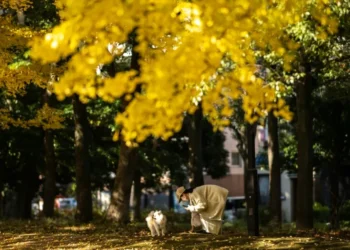 Japan's hottest autumn on record has delayed the country's popular foliage season (Philip FONG) (Philip FONG/AFP/AFP)