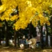 Japan's hottest autumn on record has delayed the country's popular foliage season (Philip FONG) (Philip FONG/AFP/AFP)