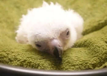 Philippine Eagle hatchling dies in conservation setback