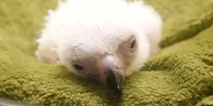 Philippine Eagle hatchling dies in conservation setback