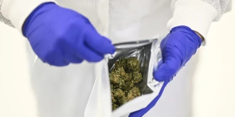 ‘Huge demand’: Portugal dreams of becoming medical cannabis hub