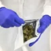 ‘Huge demand’: Portugal dreams of becoming medical cannabis hub