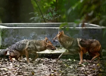 Habitat loss stokes rabid jackal attacks in Bangladesh