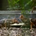 Habitat loss stokes rabid jackal attacks in Bangladesh