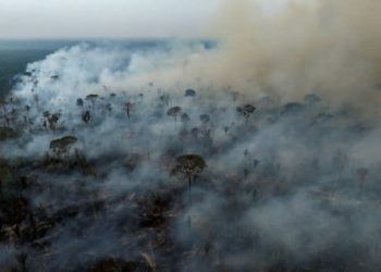 Brazil Saw 79% Jump In Area Burned By Fires In 2024: Monitor