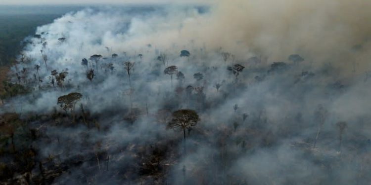 Brazil Saw 79% Jump In Area Burned By Fires In 2024: Monitor