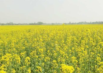 The entire field is covered in yellow, the mustard harvest brings a smile to the faces of farmers