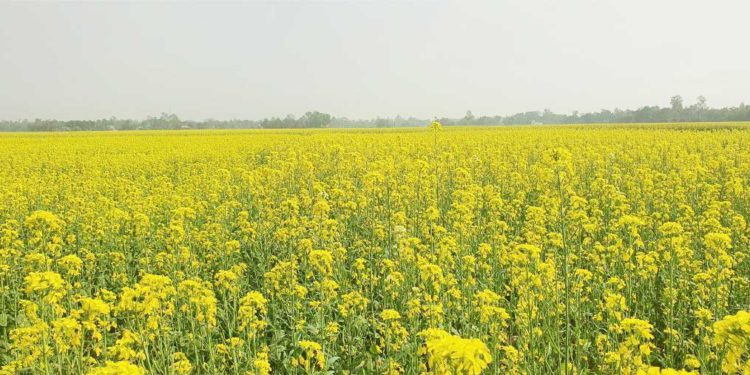 The entire field is covered in yellow, the mustard harvest brings a smile to the faces of farmers
