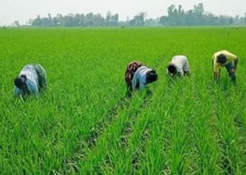 Farmers in Chalanbeel have spent a busy time tending to Iri-Boro paddy