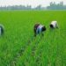 Farmers in Chalanbeel have spent a busy time tending to Iri-Boro paddy