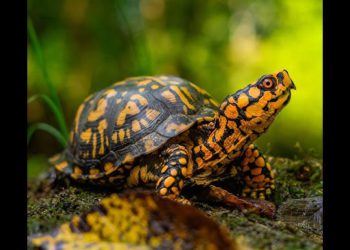 The ancient tradition of Chalanbeel, turtles or tortoises, is disappearing day by day