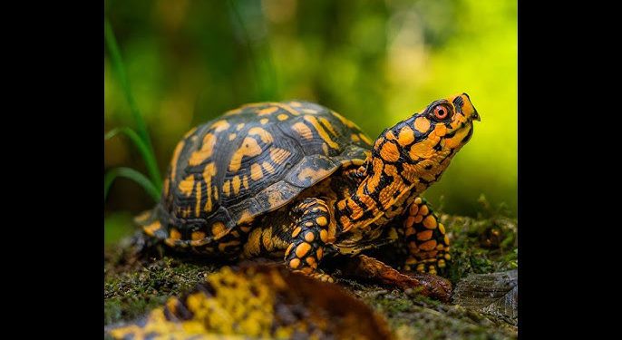 The ancient tradition of Chalanbeel, turtles or tortoises, is disappearing day by day