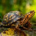 The ancient tradition of Chalanbeel, turtles or tortoises, is disappearing day by day