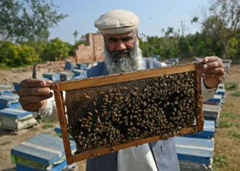 Plan B: Climate change forces Pakistan beekeepers to widen pursuit of flowers