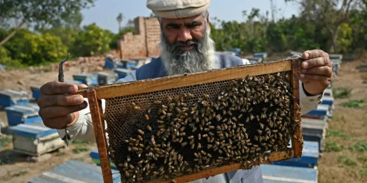 Plan B: Climate change forces Pakistan beekeepers to widen pursuit of flowers