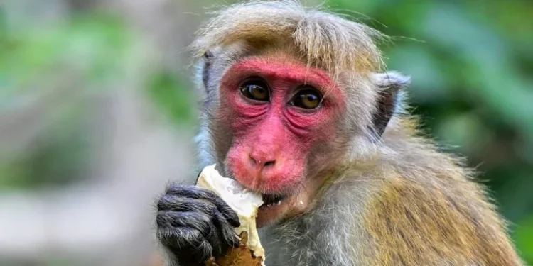 Official estimates suggest that about a third of all crops in Sri Lanka are eaten or destroyed by wild animals (Ishara S. KODIKARA/AFP)