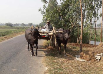 Cow and buffalo carts are disappearing day by day in Chalanbeel
