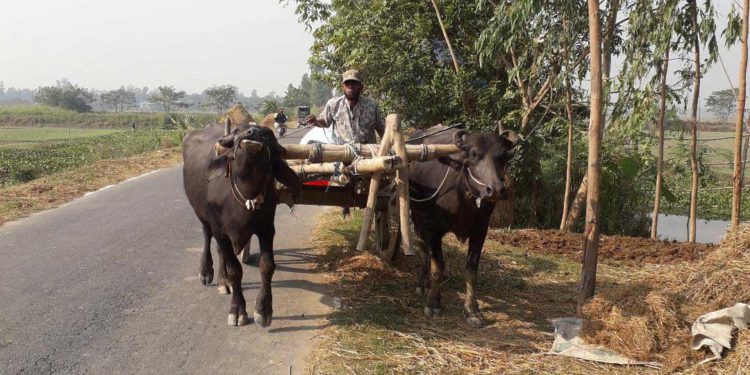 Cow and buffalo carts are disappearing day by day in Chalanbeel