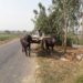 Cow and buffalo carts are disappearing day by day in Chalanbeel