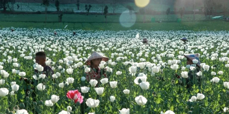 Opium farming takes root in Myanmar’s war-wracked landscape
