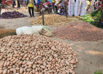 Potatoes cost 10 taka per kg in Akkelpur, farmers face a price hike