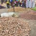 Potatoes cost 10 taka per kg in Akkelpur, farmers face a price hike