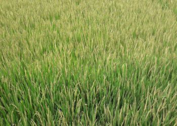 Farmers are dreaming of the possibility of bumper yields of Iri-Boro rice in Chalanbeel