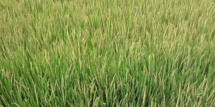 Farmers are dreaming of the possibility of bumper yields of Iri-Boro rice in Chalanbeel