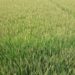 Farmers are dreaming of the possibility of bumper yields of Iri-Boro rice in Chalanbeel