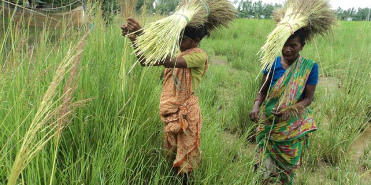 The lives of tribal’s and small ethnic groups in Chalanbeel are without flowers