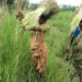 The lives of tribal’s and small ethnic groups in Chalanbeel are without flowers