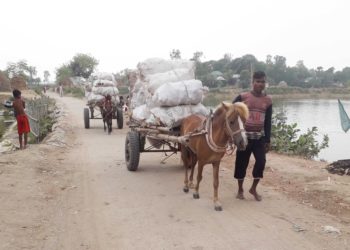 Horse-drawn carriages are becoming more popular in Chalanbeel instead of bullock carts