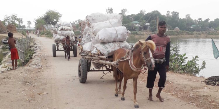 Horse-drawn carriages are becoming more popular in Chalanbeel instead of bullock carts