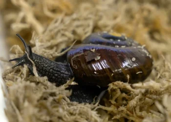 What the shell: scientists marvel as NZ snail lays egg from neck