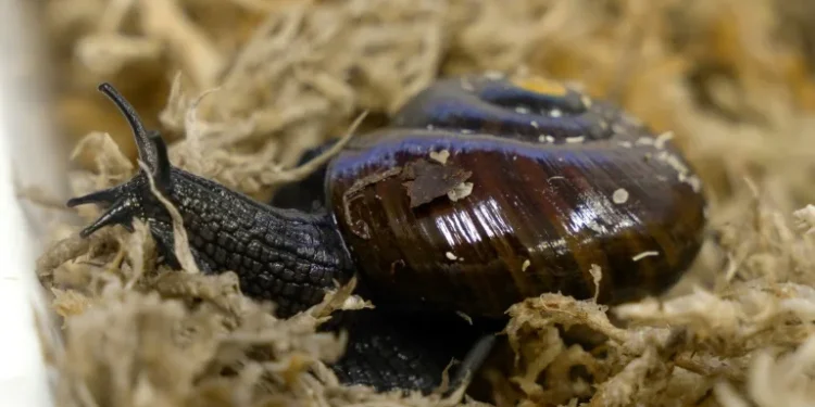 What the shell: scientists marvel as NZ snail lays egg from neck