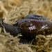 What the shell: scientists marvel as NZ snail lays egg from neck