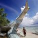 More Than 80% Of Tuvalu Seeks Australian Climate Visa