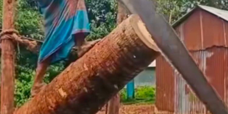 The extinction of the sawmill of rural Bengal due to the touch of modernity