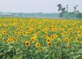 Sunflowers Bloom on Saline Fields in Bangladesh, Offering New Hope for Farmers