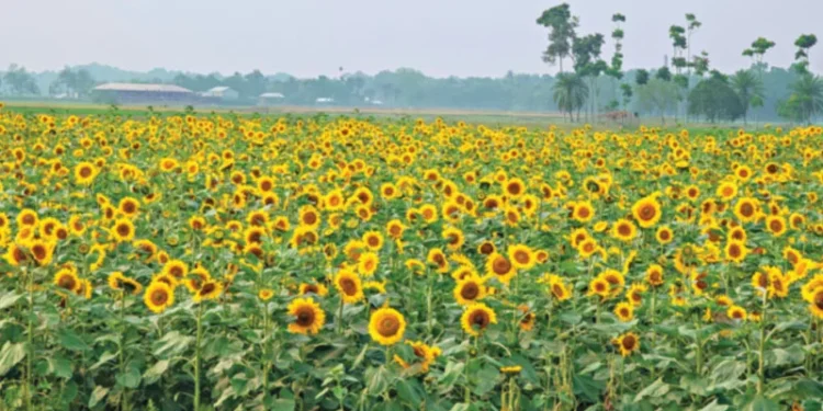 Sunflowers Bloom on Saline Fields in Bangladesh, Offering New Hope for Farmers