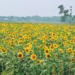 Sunflowers Bloom on Saline Fields in Bangladesh, Offering New Hope for Farmers