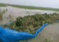 Naogaon’s grain store, the golden harvest is sinking due to Bill Manda, the farmer’s misery!