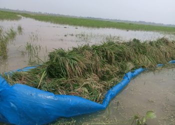 Naogaon’s grain store, the golden harvest is sinking due to Bill Manda, the farmer’s misery!