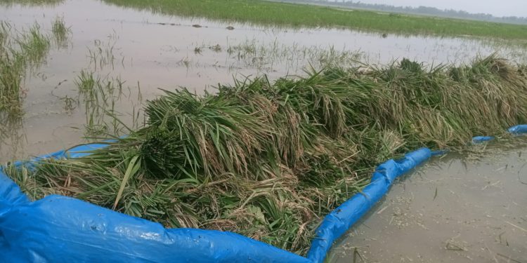 Naogaon’s grain store, the golden harvest is sinking due to Bill Manda, the farmer’s misery!