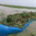 Naogaon’s grain store, the golden harvest is sinking due to Bill Manda, the farmer’s misery!