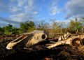 El Nino could cause 451,000 extra heat deaths: research
