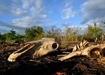 El Nino could cause 451,000 extra heat deaths: research