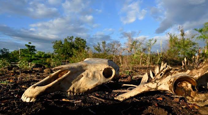 El Nino could cause 451,000 extra heat deaths: research